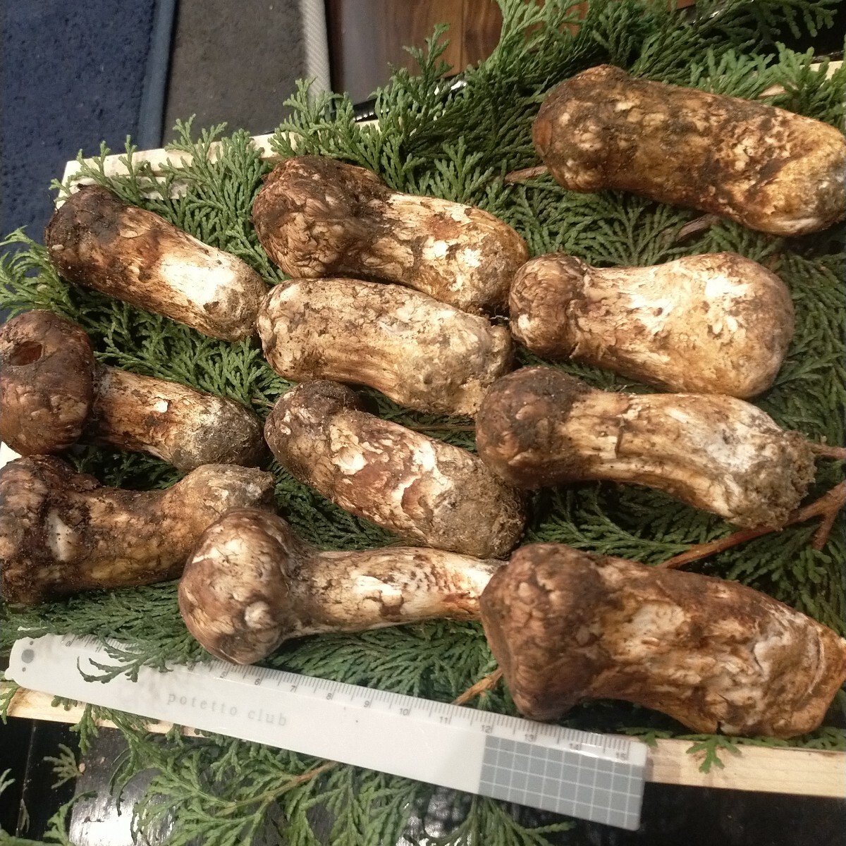 ③ 信州産 松茸 長(zhǎng)野県 クール便 390g