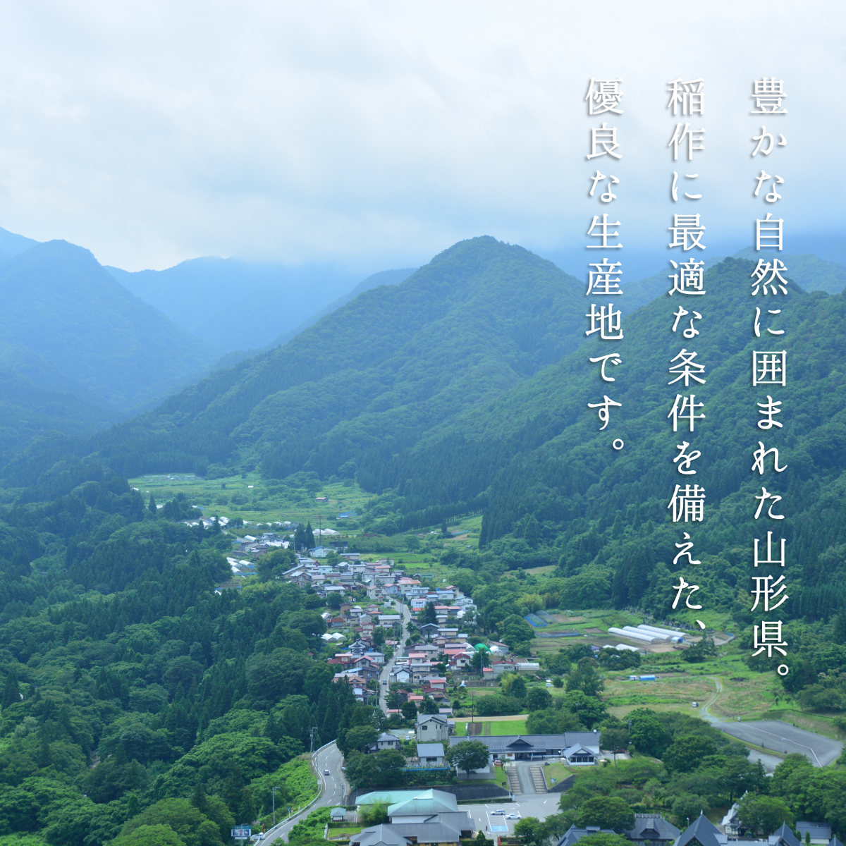 新米 令和7年産 米 お米 5kg ひとめぼれ 白米 山形県産 送料無料_画像6