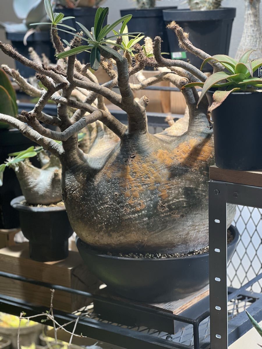 グラキリス 特大株 塊根幅32cm+ 丸型 国内最大級 3年育成 パキポディウム 塊根植物 多肉植物