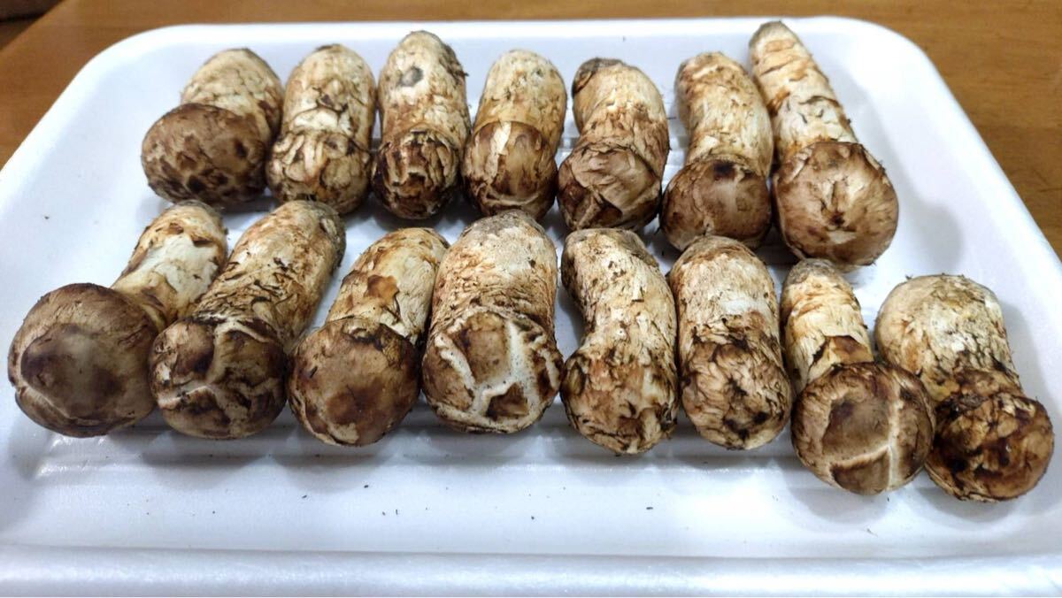 巖手県産 國産 松茸 マツタケ 360g 本日採取 9月28日