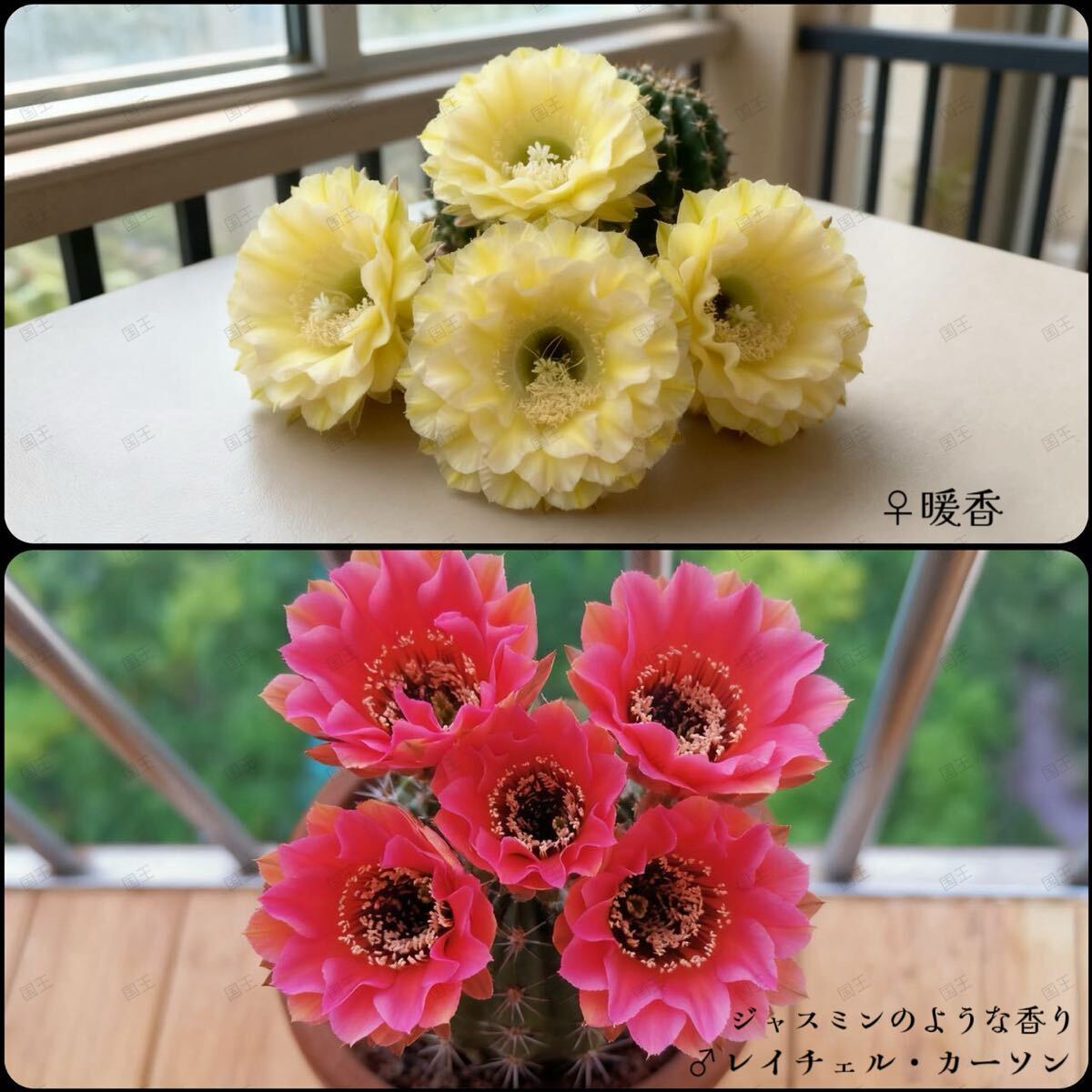 多肉植物 花サボテン ♀暖香×♂レイチェルカーソン 実生 未開花 2株