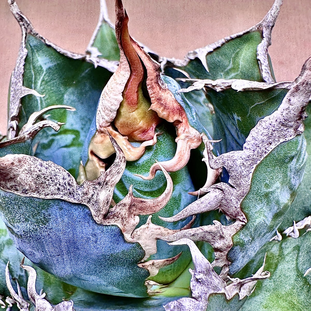 A015 特選 アガベチタノタ 台湾産 正規品 蚩尤 極上強棘 極上優良株