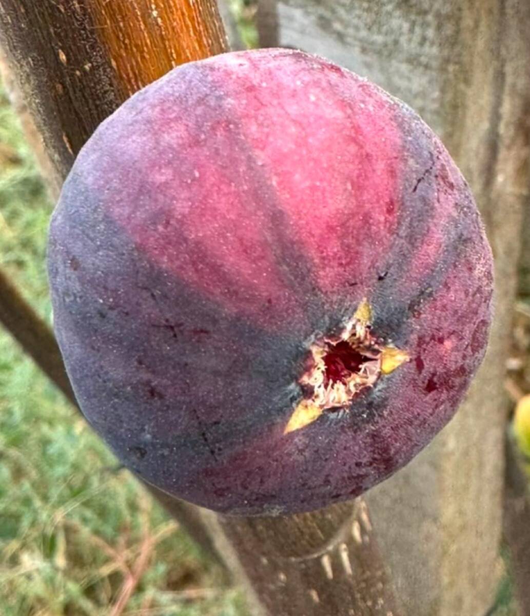 Fracazzano Multicolor 挿木苗 イチジク Fracazzano Multicolor 挿木苗 イチジク｜Yahoo!フリマ（旧PayPayフリマ）