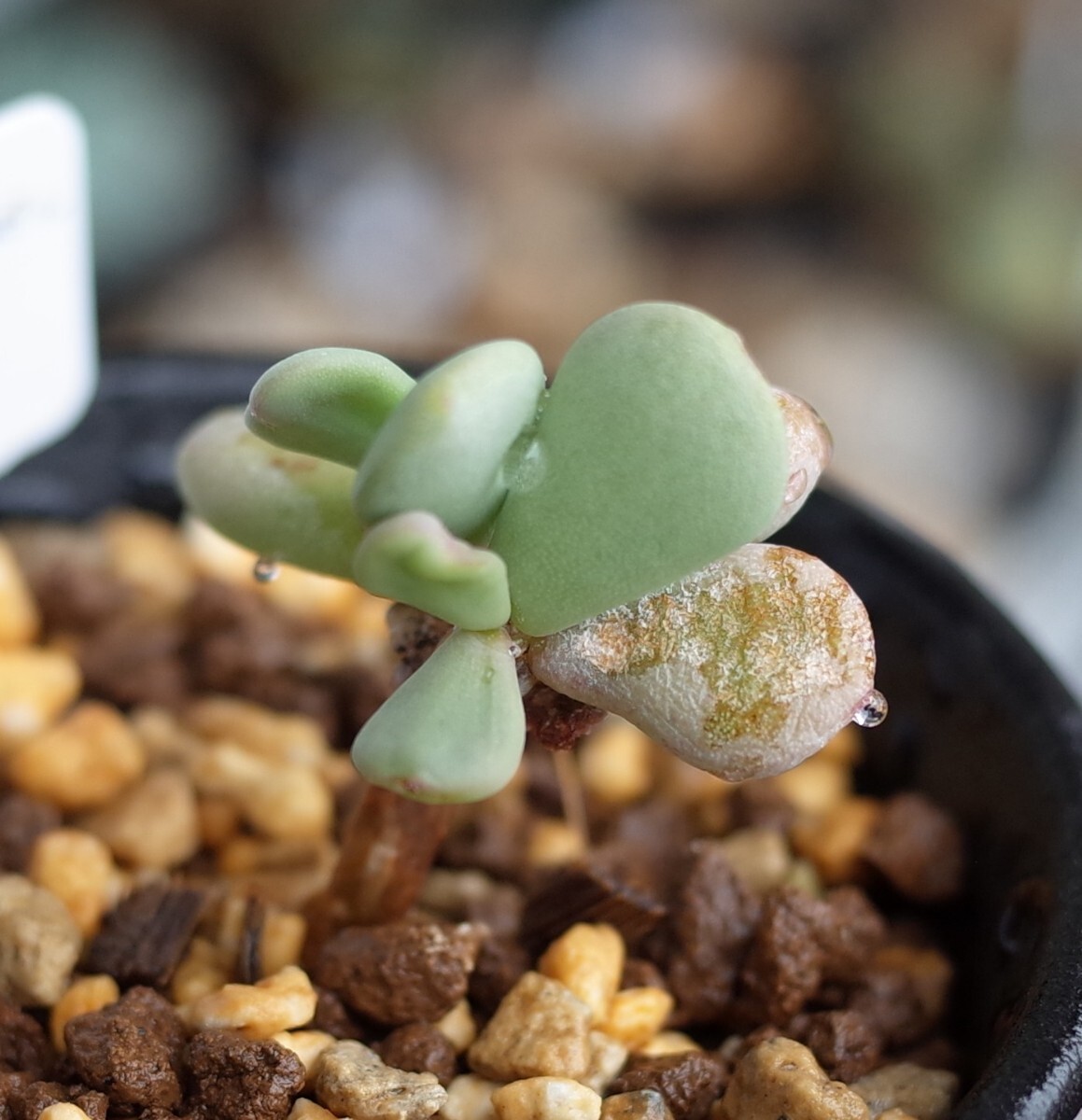 ケラリア?ピグマエア 6cm鉢 実生株 3年目　検索用 コーデックス　塊根植物