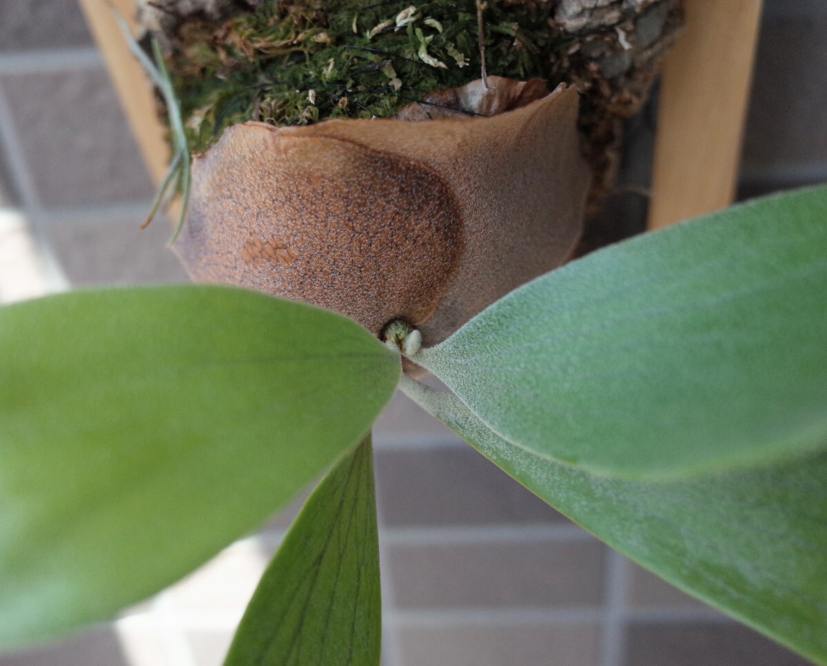 ビカクシダ?ネザーランド 株分け　額付き（取り外し可）　コルク付け 検索用 コウモリラン　