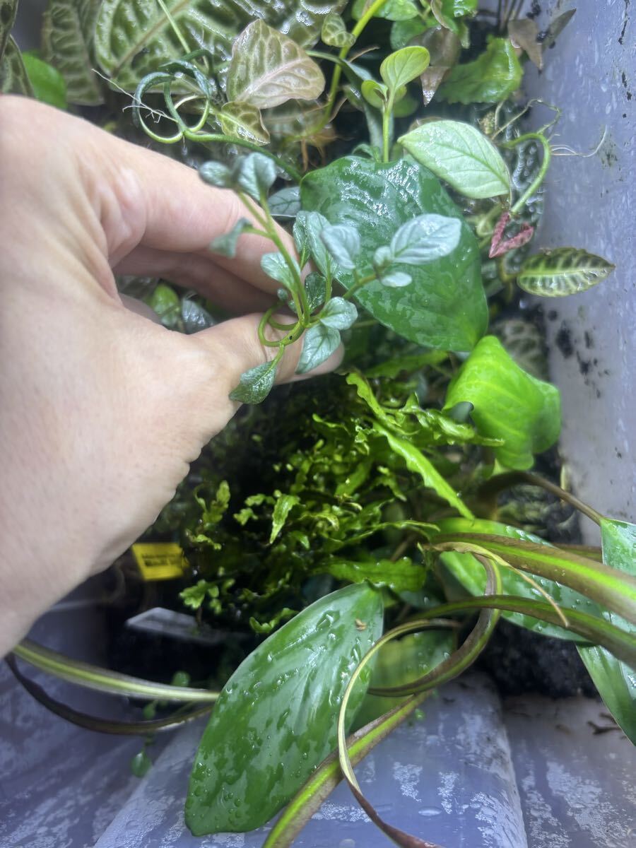 アカンサセアエ　ラオス