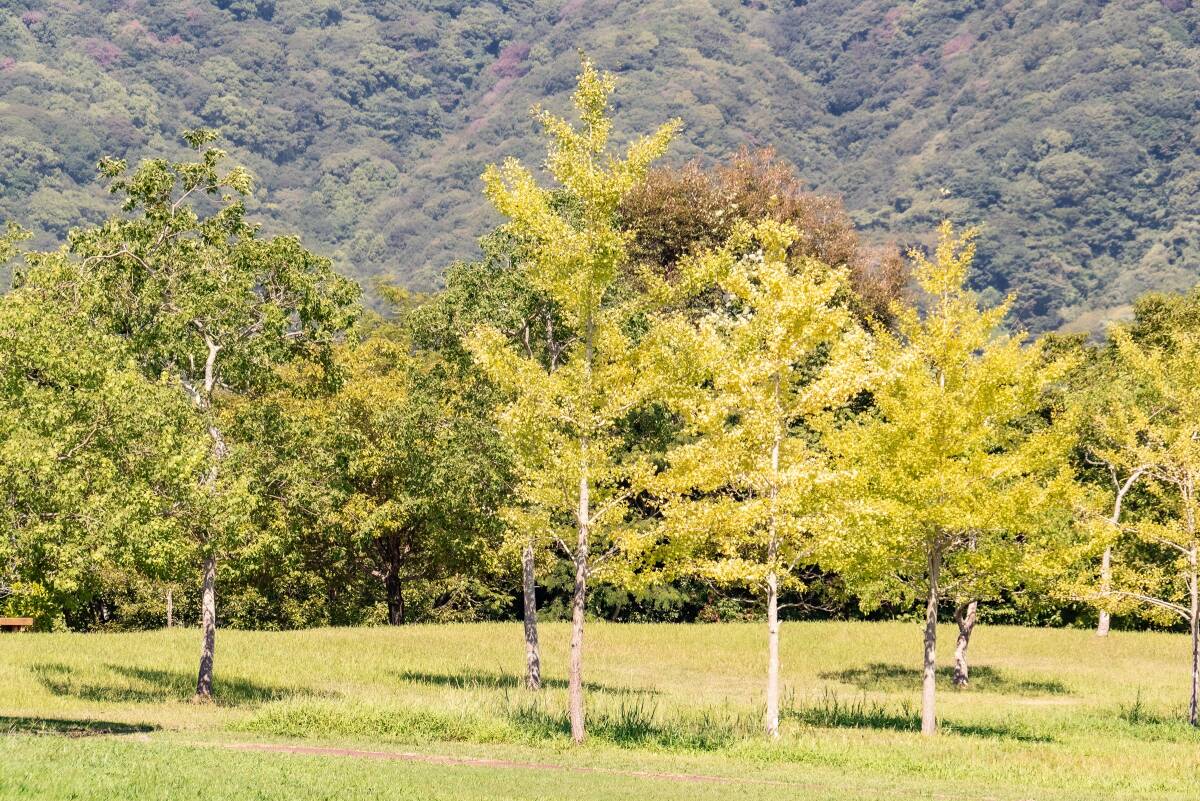 [良品] パナソニック◆ Panasonic LUMIX G VARIO 100-300mm F4-5.6 MEGA OIS #BQ2601826_画像10