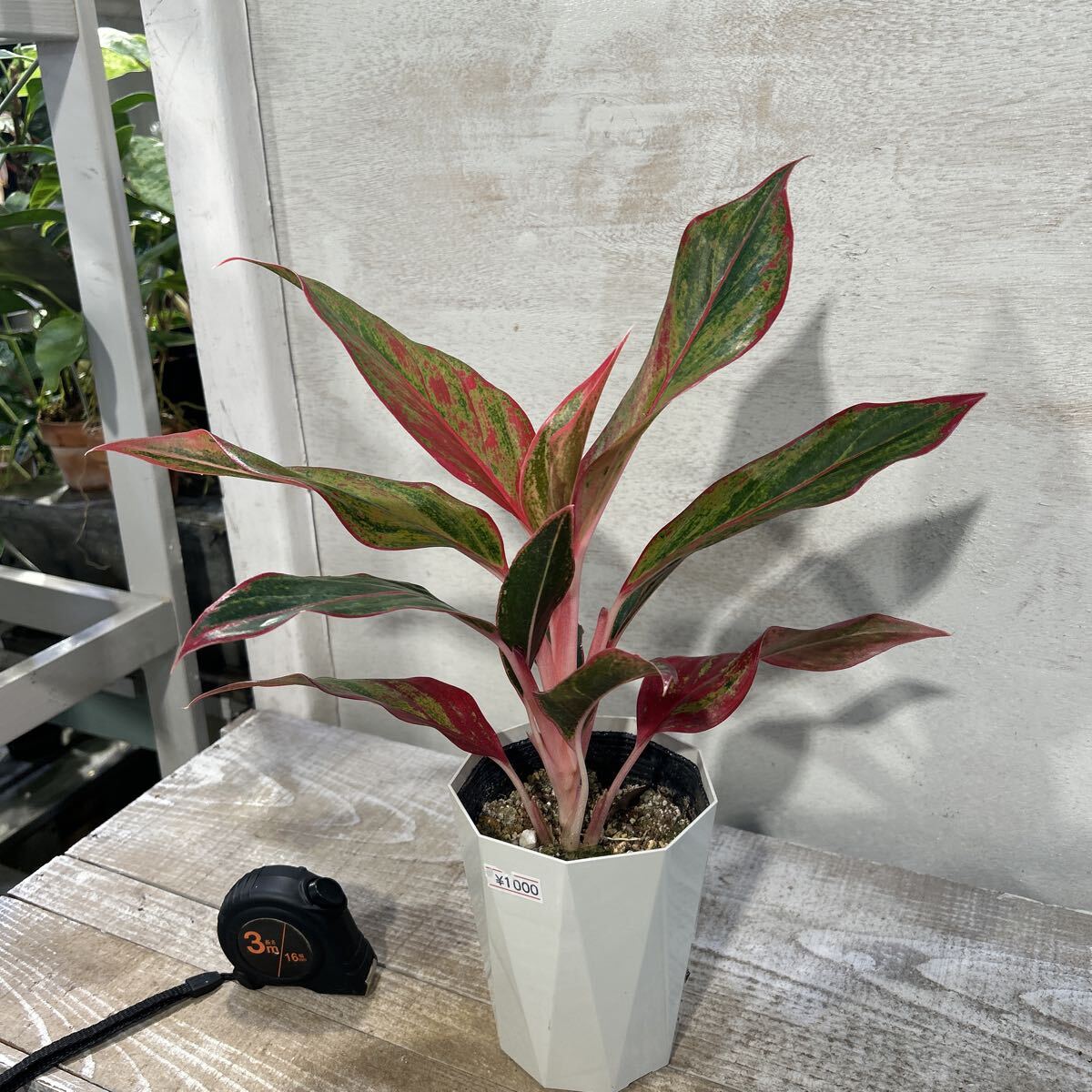 アグラオネマ　レッドゴールド②　4號(hào)　鉢底から約38cm 9月28日撮影　豊中市より撮影　同梱発送歓迎 