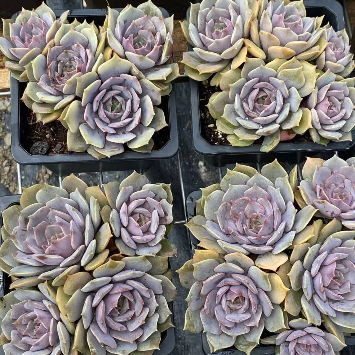 36株ZM1582多肉植物 エケベリアパープルヒメサボテン 観葉植物 花 園芸 レア種 抜き苗