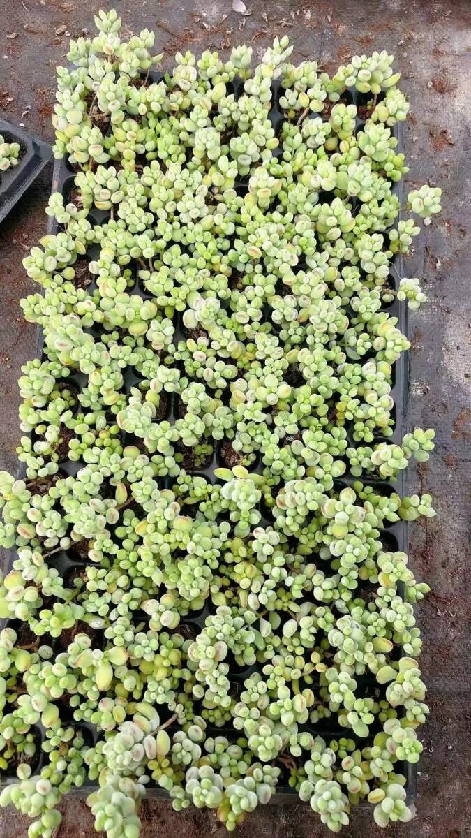 128株LL1024多肉植物 エケベリアダマフクニャンサボテン 観葉植物 花 園芸 レア種 土と根付き