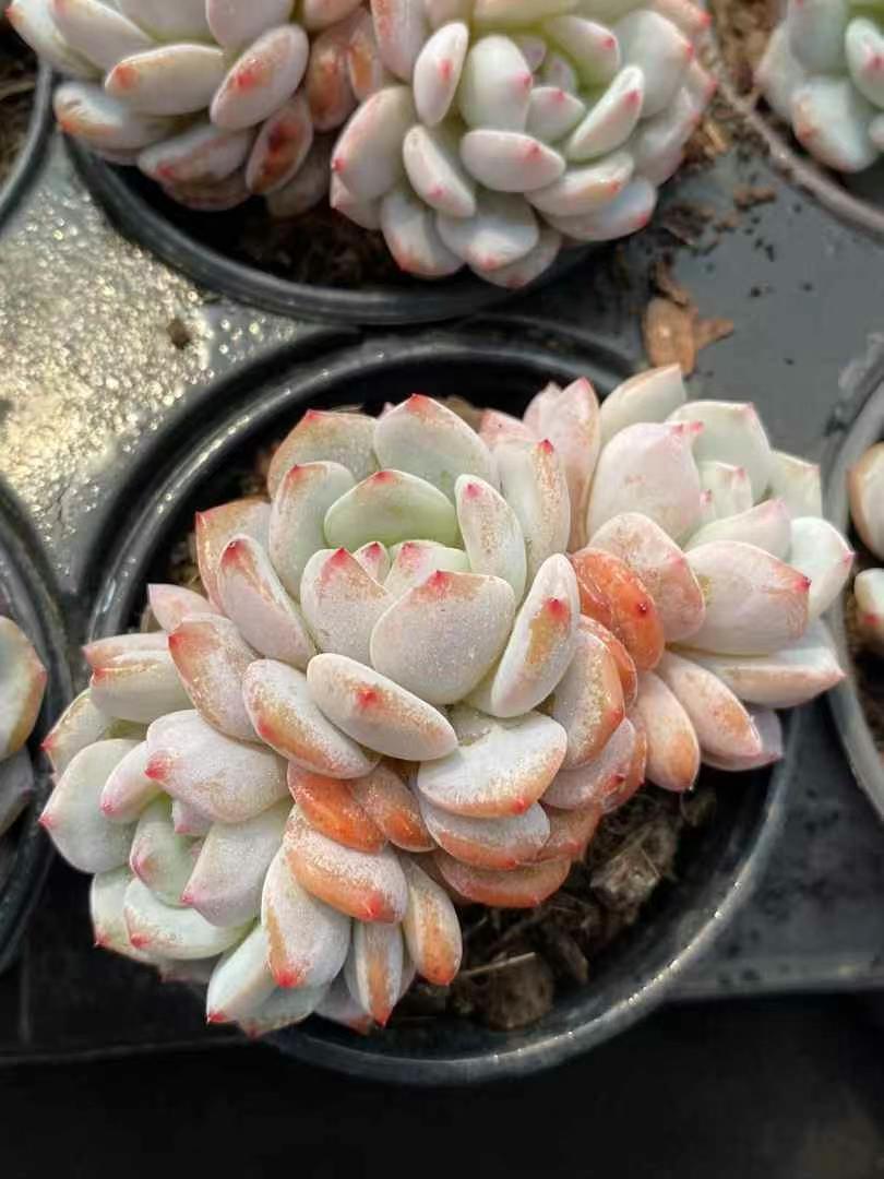 18株 MY11 多肉植物 エケベリア 玉の芙蓉群生 サボテン 観葉植物 花 園芸 レア種 抜き苗