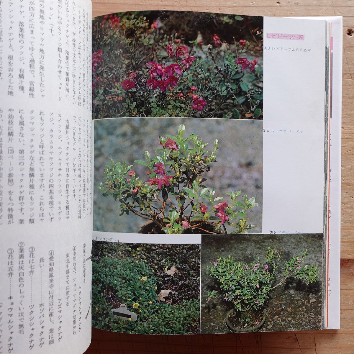 b8/カラー園芸選書【世界のシャクナゲ/吉岡久治著/昭和57年・誠文堂新光社】_画像7