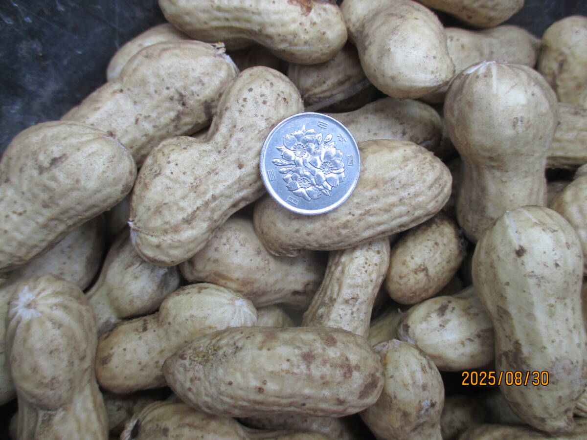 埼玉県産、無農(nóng)薬栽培、おおまさり、生落花生、1ｋｇ即決送料込み1800円