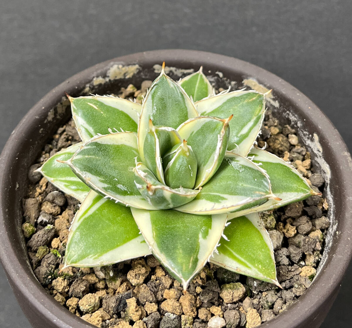 アガベ ピンキー 王妃笹の雪 白覆輪 Yahoo!オークション