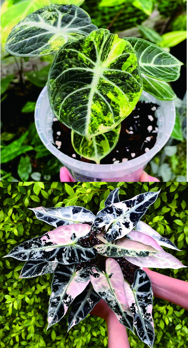 人気セール，限定SALE アロカシア・Alocasia ninja NO4