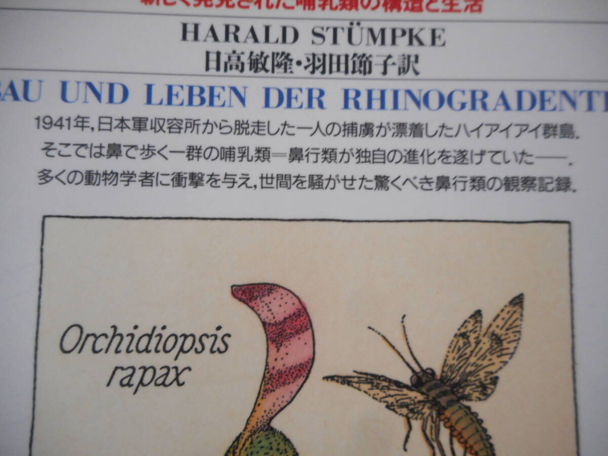 シュテュンプケ：「鼻行類」：新しく発見された哺乳類の構造と生活：平凡社ライブラリー_画像3