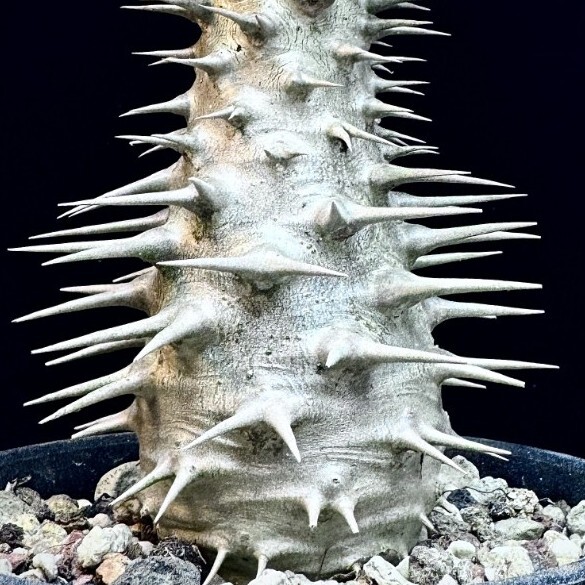 パキポディウム アンボンゲンセ 実生 大株 白肌 パキポディウム アンボンゲンセ(実生) | hanayoshi-botanical