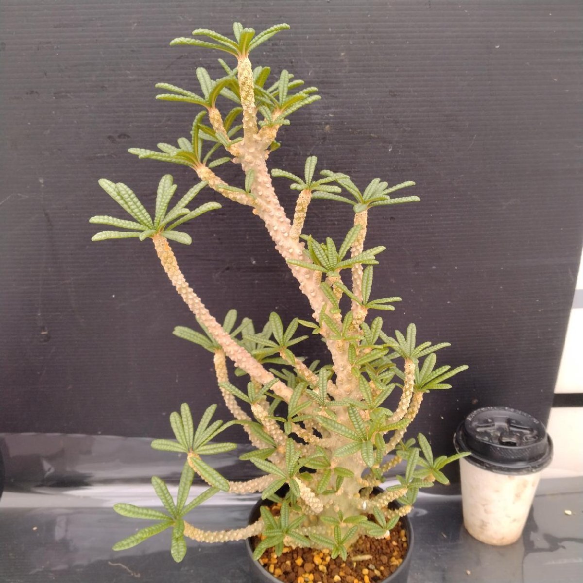 ドルステニア　ギガス Yahoo!オークション - 4722 「塊根植物」ドルステニア ギガス