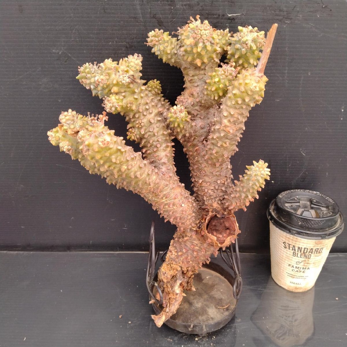 5029 「塊根植物」チレコドン ワリチー 　抜き苗【最新到着・Tylecodon wallichii・多肉植物】