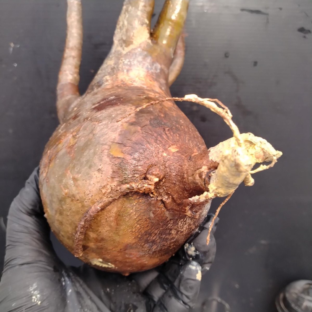 4771 「塊根植物」パキポディウム グラキリスM 抜き苗【最新到著?根切確認済? Pachypodium gracilius?多肉植物】