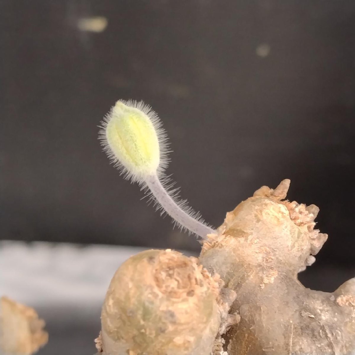 4680 「塊根植物」モンソニア ムルチフィダ　抜き苗【最新到著?多肉植物?multifida ?枯枝?折枝アリ?ムルチフィズム】