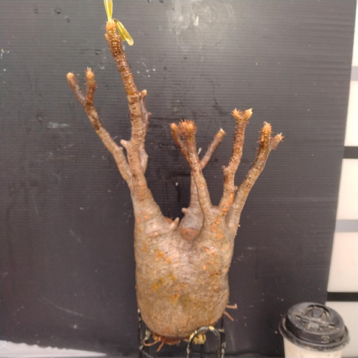 4829 「塊根植物」パキポディウム グラキリスM 抜き苗【最新到著?根切確認(rèn)済? Pachypodium gracilius?多肉植物】