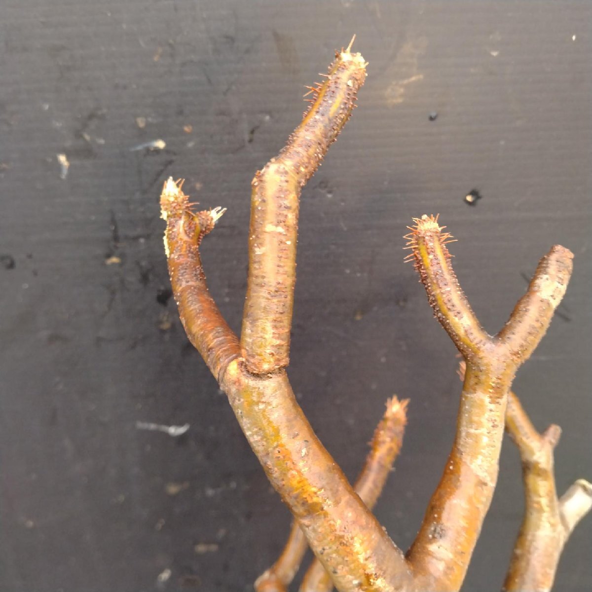 4507 「塊根植物」パキポディウム グラキリスM 抜き苗【最新到著?根切確認(rèn)済? Pachypodium gracilius?多肉植物】