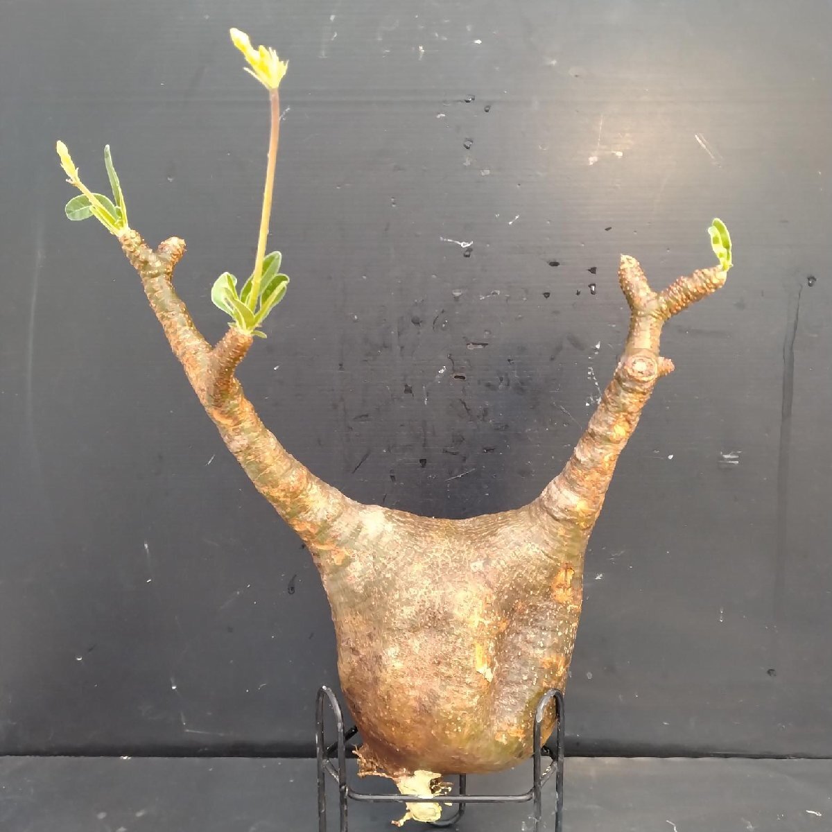 4480 「塊根植物」パキポディウム グラキリスM 抜き苗【最新到著?根切確認(rèn)済? Pachypodium gracilius?多肉植物】