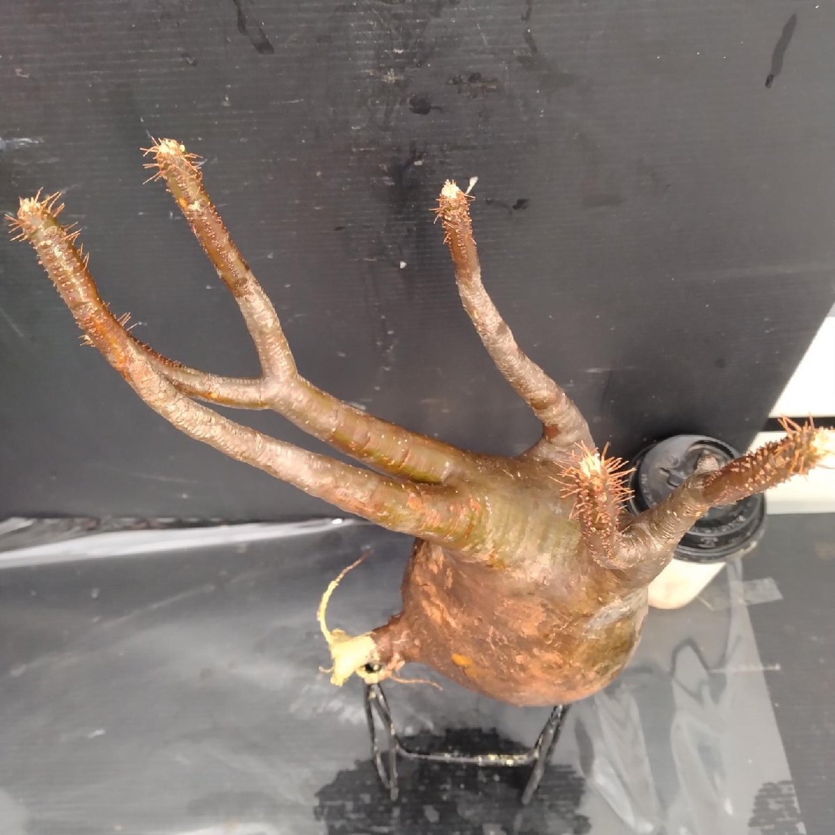 4771 「塊根植物」パキポディウム グラキリスM 抜き苗【最新到著?根切確認済? Pachypodium gracilius?多肉植物】