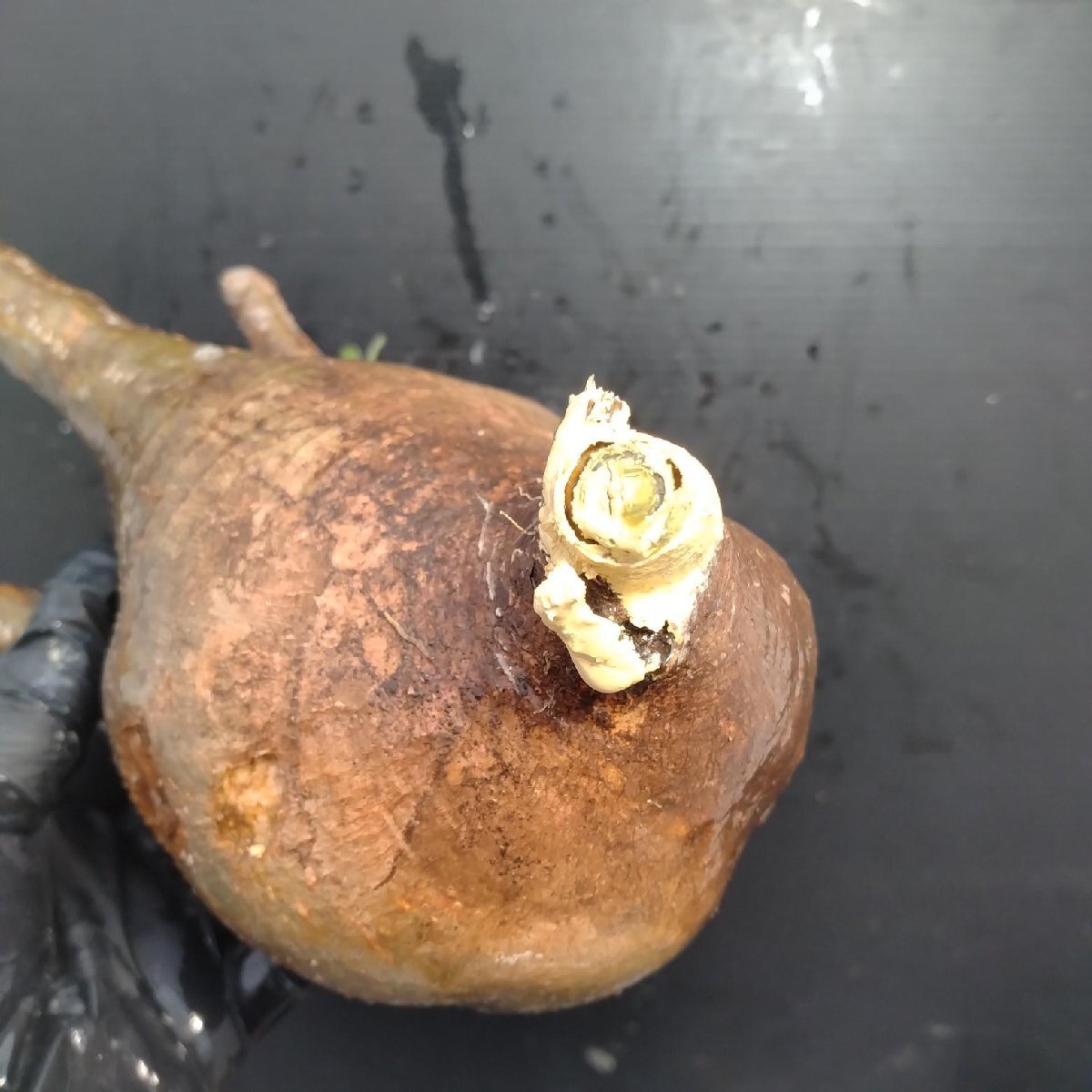 4887 「塊根植物」パキポディウム グラキリスM 抜き苗【最新到著?根切確認済? Pachypodium gracilius?多肉植物】