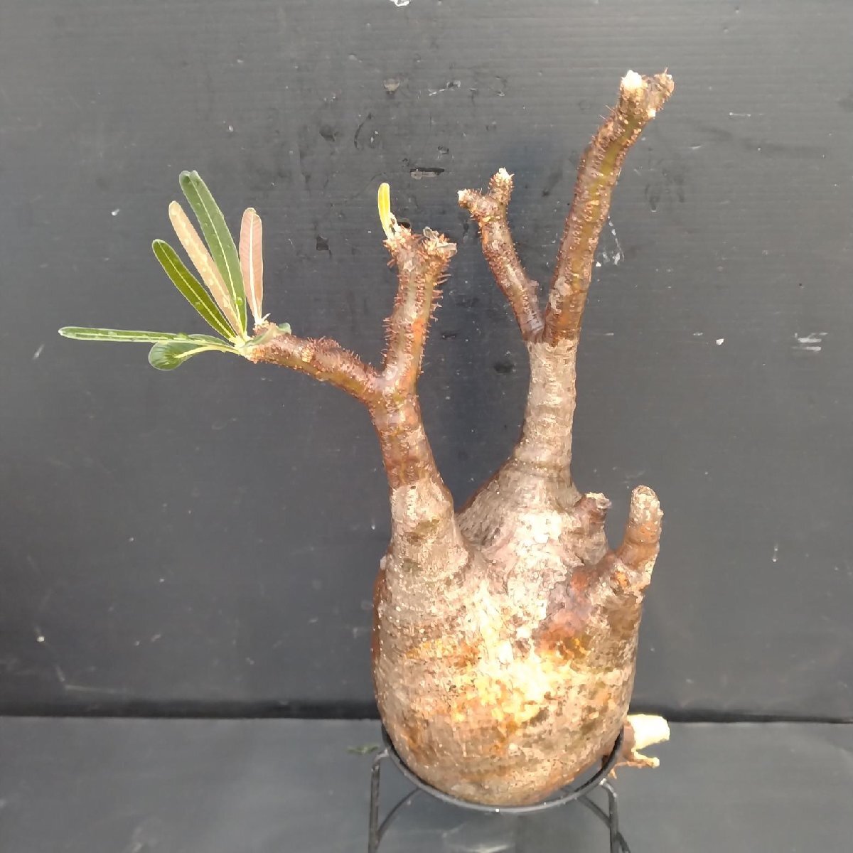 4442 「塊根植物」パキポディウム グラキリスM 抜き苗【最新到著?根切確認(rèn)済? Pachypodium gracilius?多肉植物】