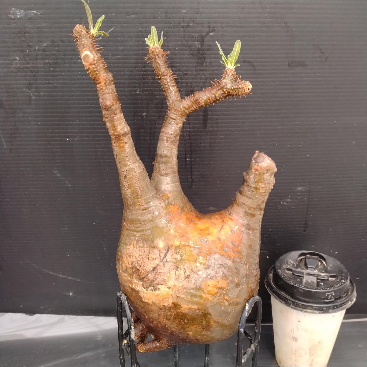 4743 「塊根植物」パキポディウム グラキリスM 抜き苗【最新到著?根切確認(rèn)済? Pachypodium gracilius?多肉植物】