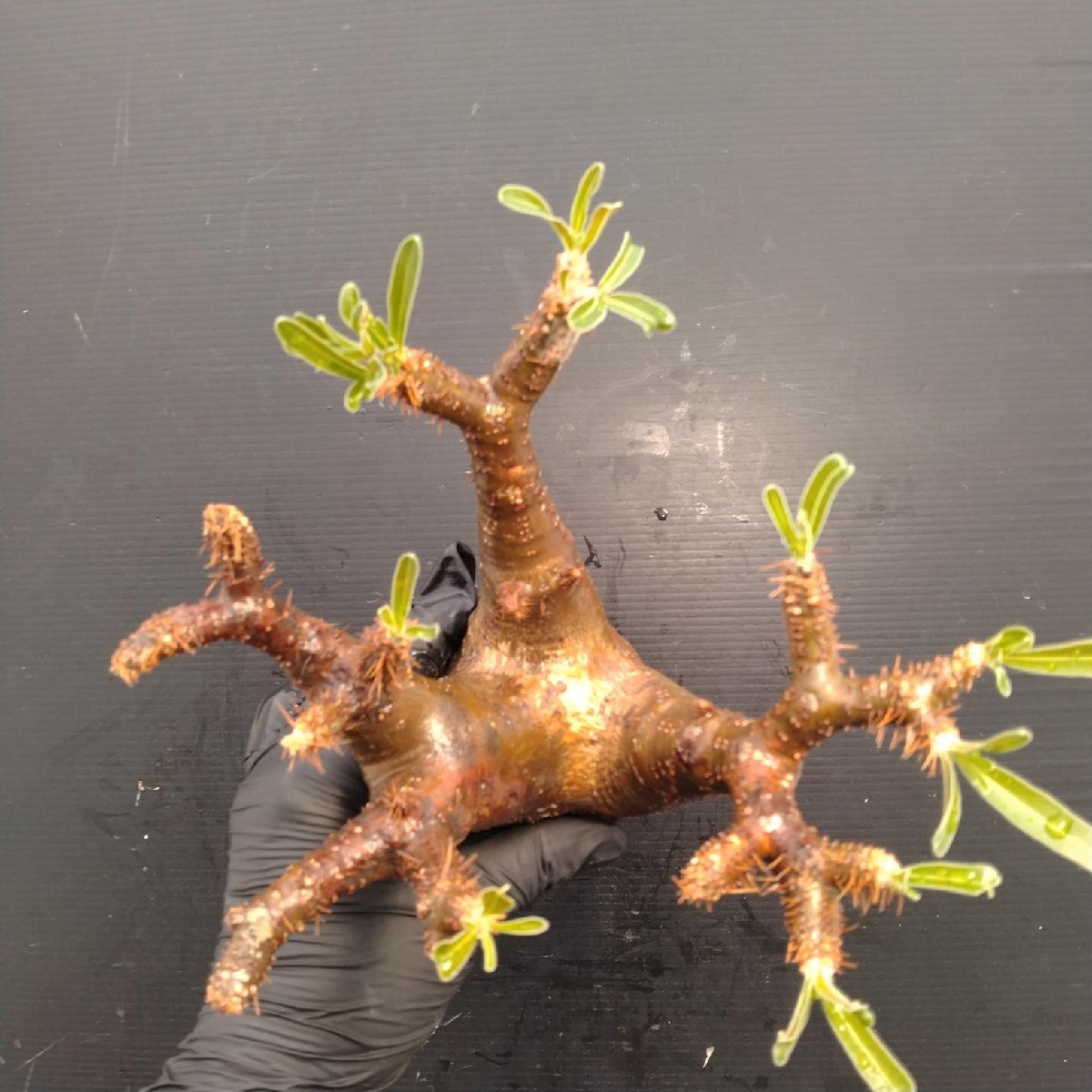 4840 「塊根植物」パキポディウム グラキリスM 抜き苗【最新到著?根切確認(rèn)済? Pachypodium gracilius?多肉植物】