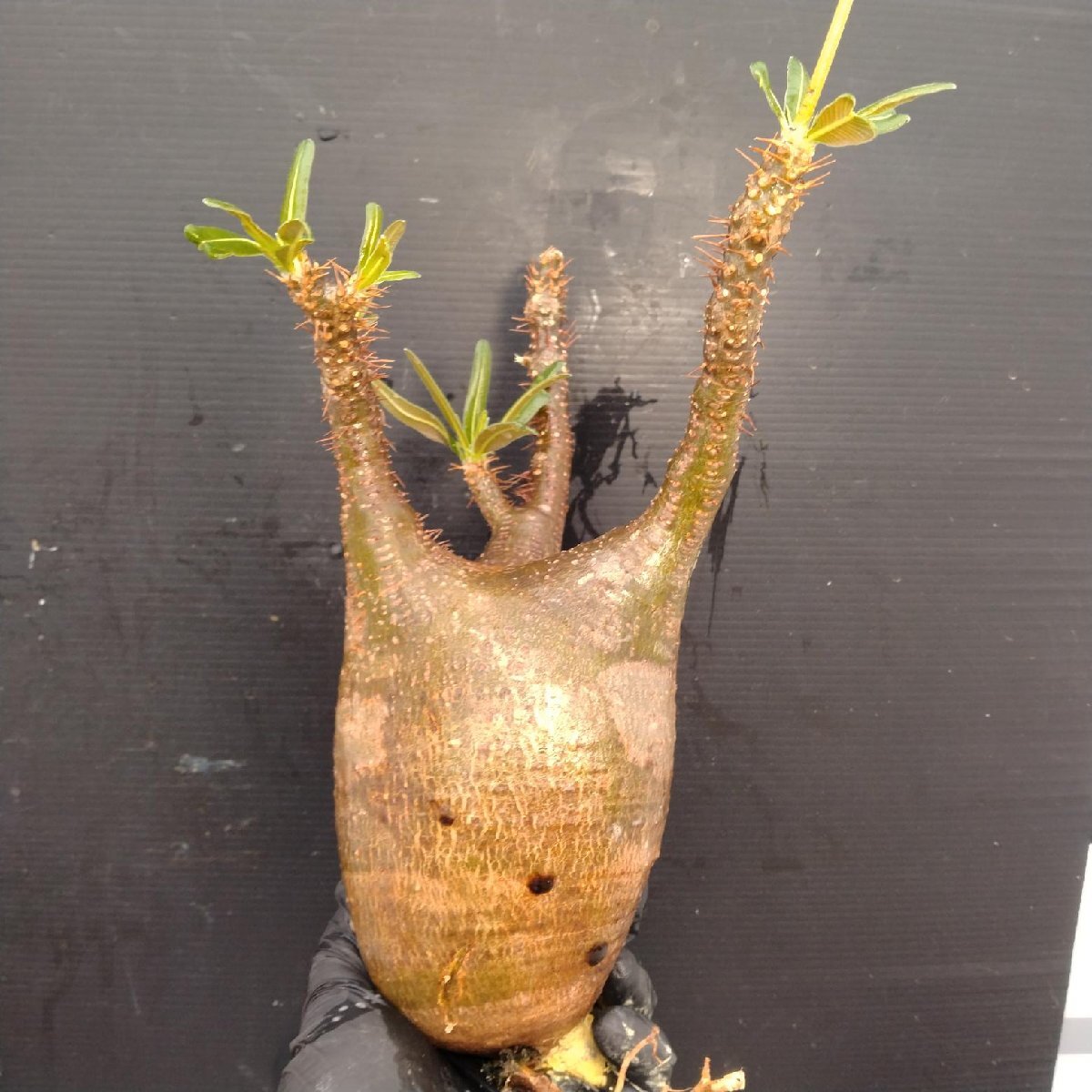 4809 「塊根植物」パキポディウム グラキリスM 抜き苗【最新到著?根切確認済? Pachypodium gracilius?多肉植物】