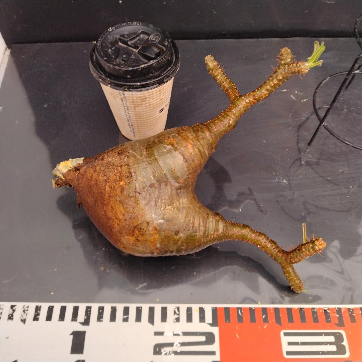 4469 「塊根植物」パキポディウム グラキリスM 抜き苗【最新到著?根切確認済? Pachypodium gracilius?多肉植物】