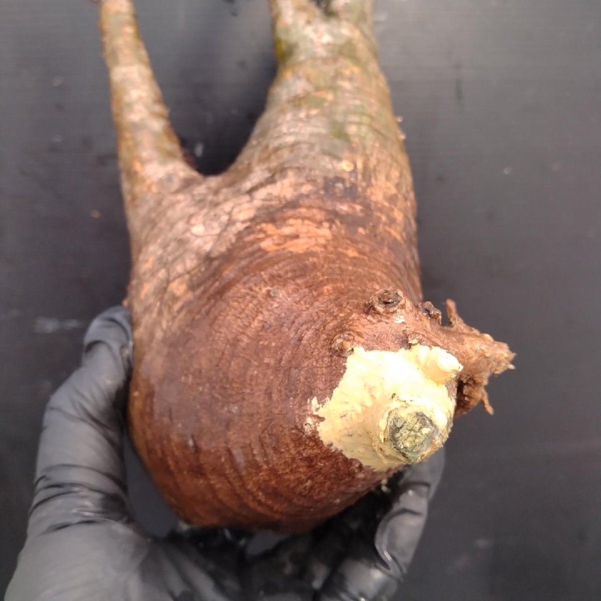 4867 「塊根植物」パキポディウム グラキリスM 抜き苗【最新到著?根切確認(rèn)済? Pachypodium gracilius?多肉植物】