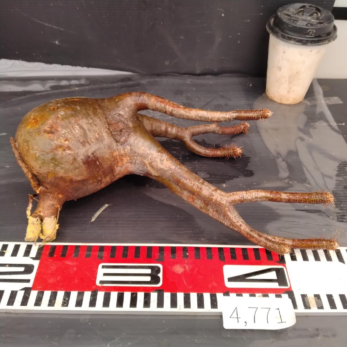 4771 「塊根植物」パキポディウム グラキリスM 抜き苗【最新到著?根切確認済? Pachypodium gracilius?多肉植物】