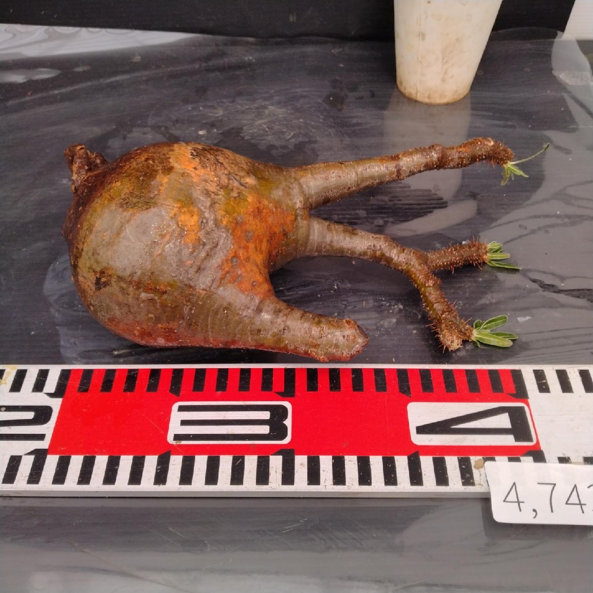 4743 「塊根植物」パキポディウム グラキリスM 抜き苗【最新到著?根切確認(rèn)済? Pachypodium gracilius?多肉植物】