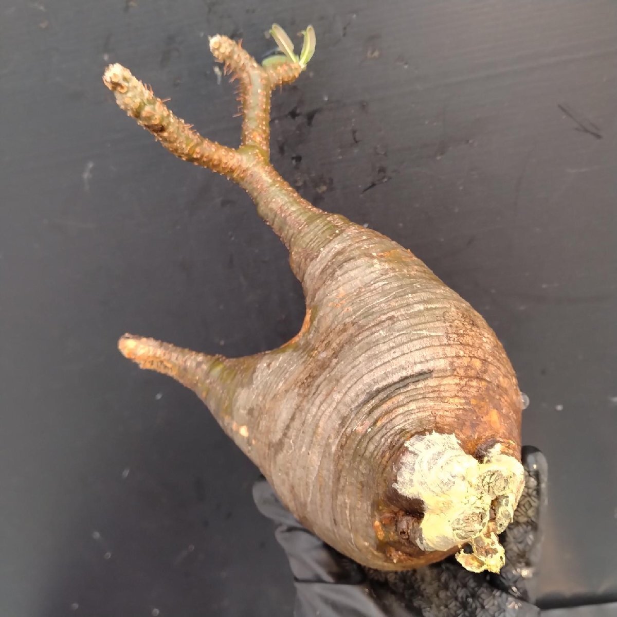 4469 「塊根植物」パキポディウム グラキリスM 抜き苗【最新到著?根切確認済? Pachypodium gracilius?多肉植物】