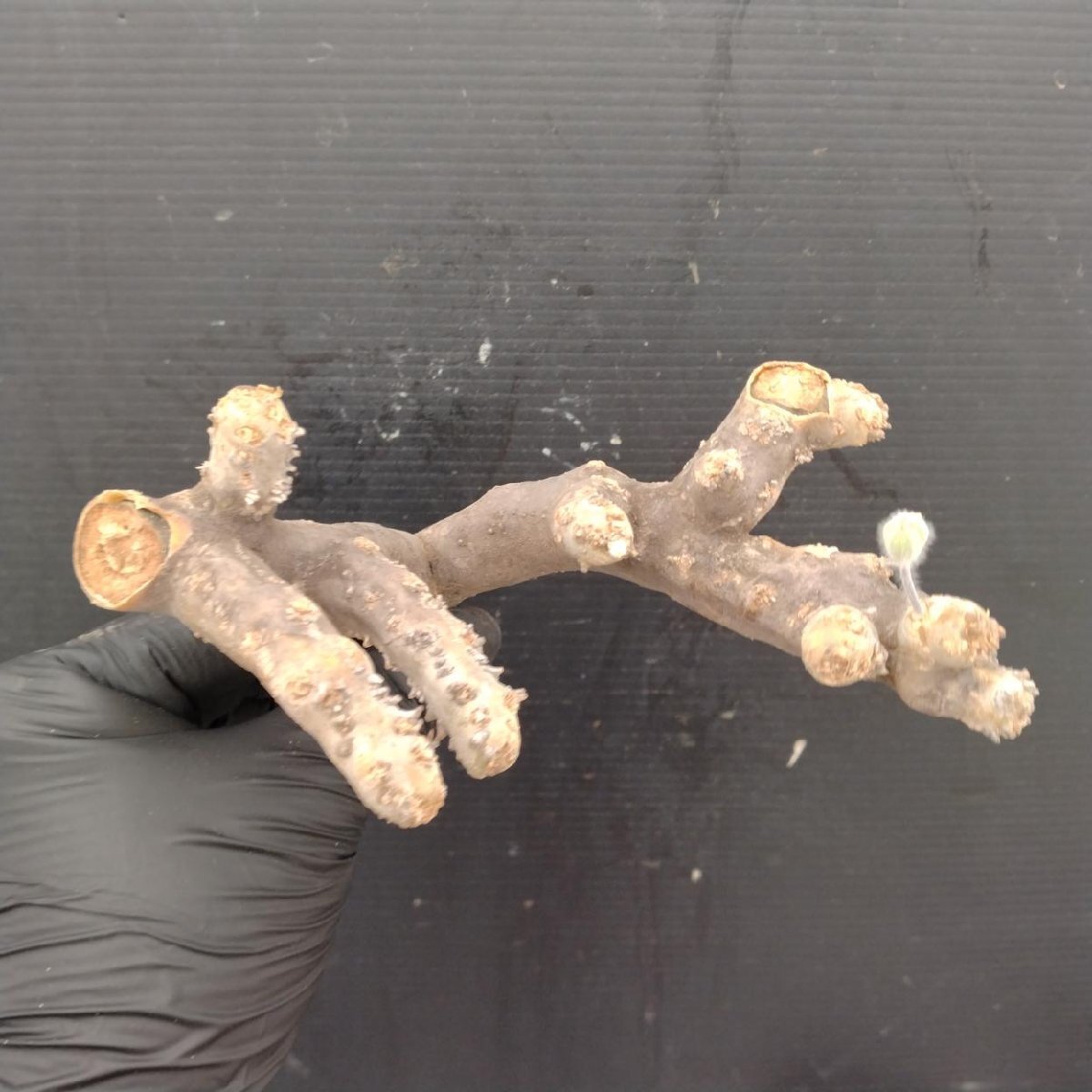 4680 「塊根植物」モンソニア ムルチフィダ　抜き苗【最新到著?多肉植物?multifida ?枯枝?折枝アリ?ムルチフィズム】