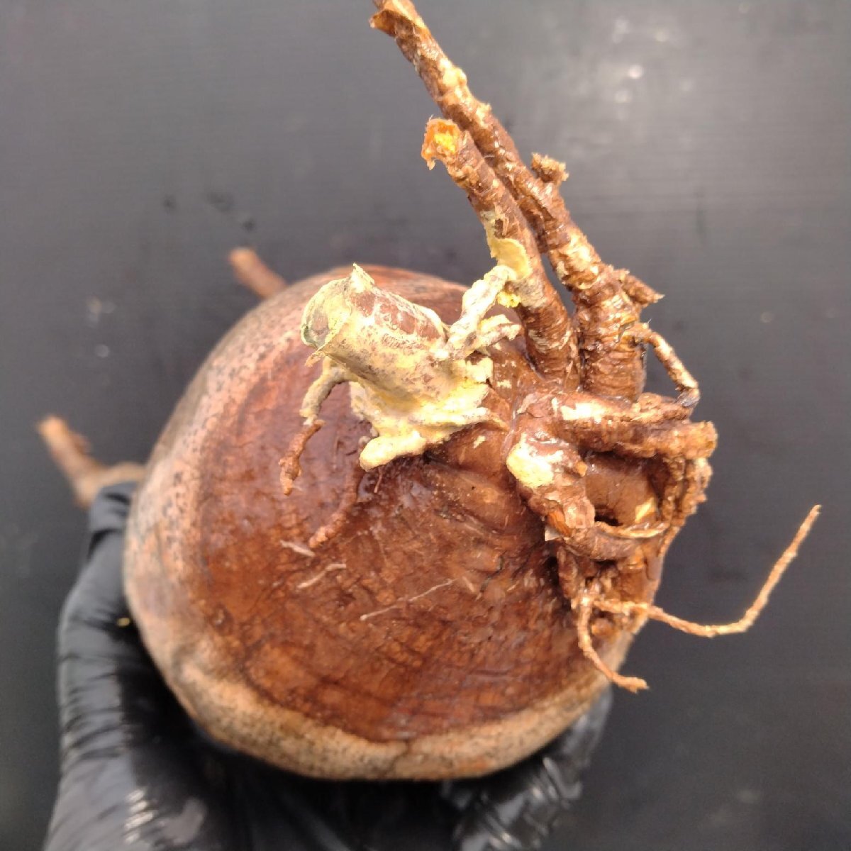 4829 「塊根植物」パキポディウム グラキリスM 抜き苗【最新到著?根切確認(rèn)済? Pachypodium gracilius?多肉植物】