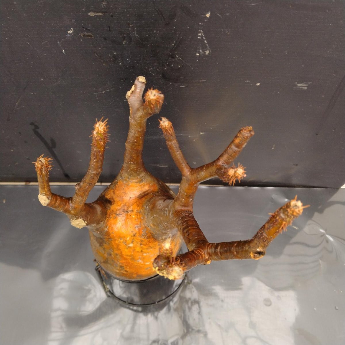 4507 「塊根植物」パキポディウム グラキリスM 抜き苗【最新到著?根切確認(rèn)済? Pachypodium gracilius?多肉植物】