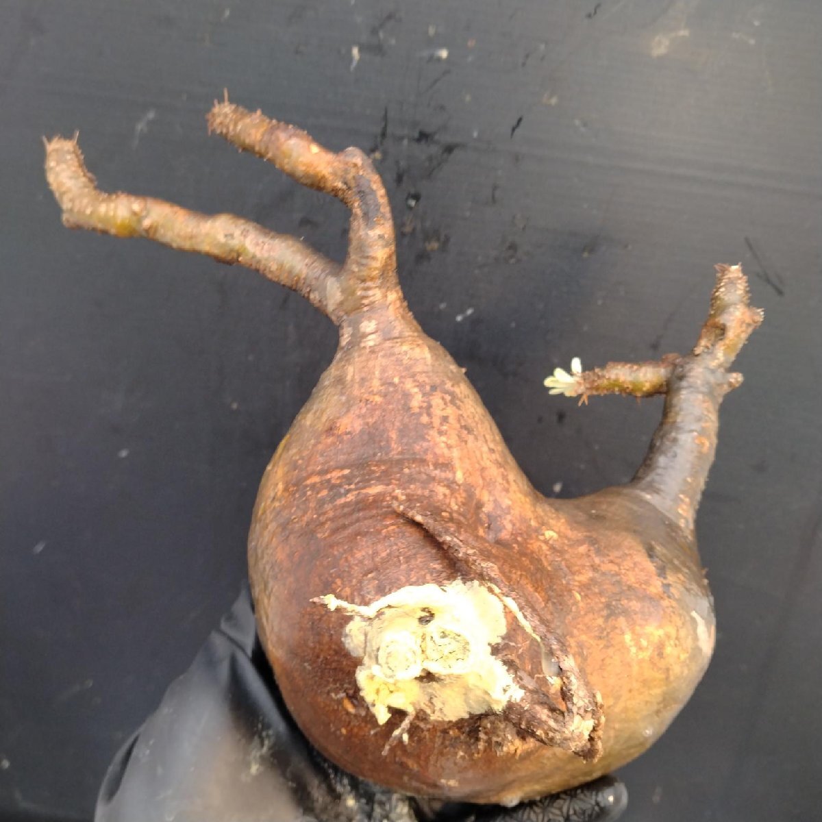 4485 「塊根植物」パキポディウム グラキリスM 抜き苗【最新到著?根切確認(rèn)済? Pachypodium gracilius?多肉植物】