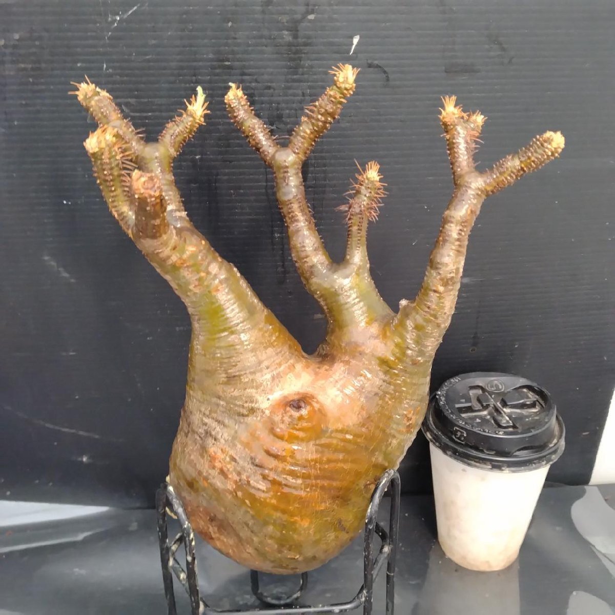 4729 「塊根植物」パキポディウム グラキリスM 抜き苗【最新到著?根切確認済? Pachypodium gracilius?多肉植物】