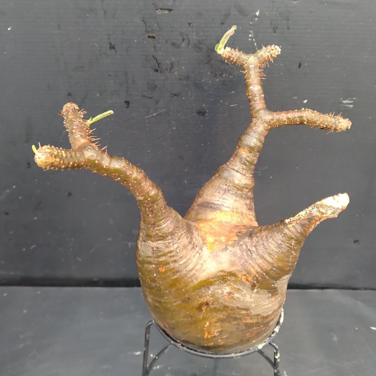 4469 「塊根植物」パキポディウム グラキリスM 抜き苗【最新到著?根切確認済? Pachypodium gracilius?多肉植物】