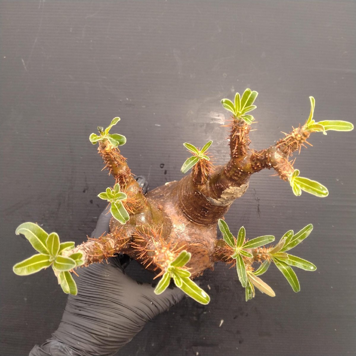 4858 「塊根植物」パキポディウム グラキリスM 抜き苗【最新到著?根切確認(rèn)済? Pachypodium gracilius?多肉植物】