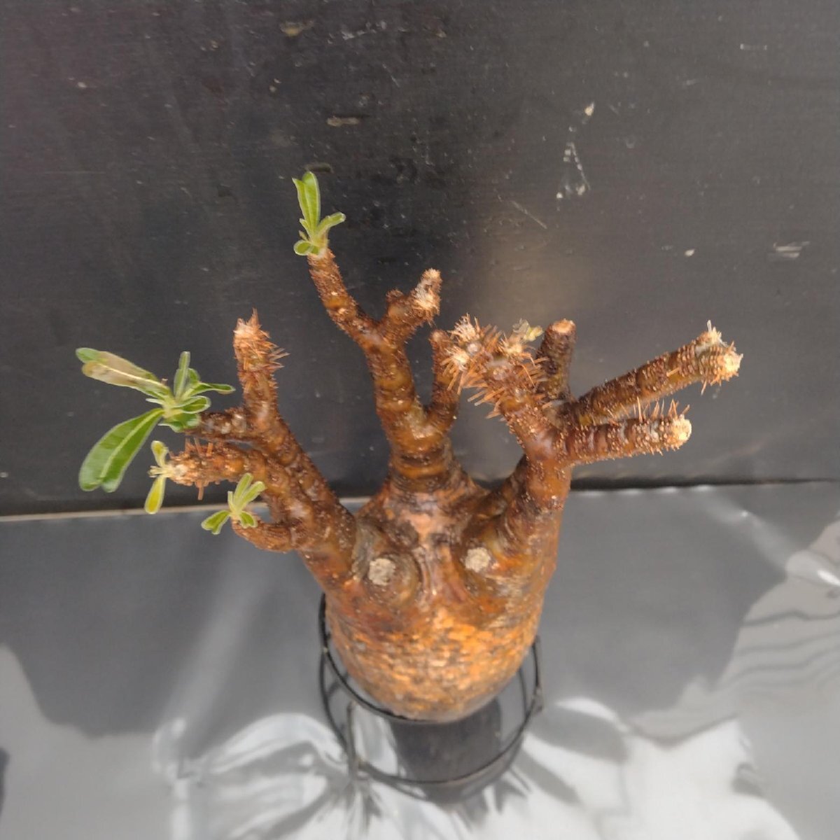 4423 「塊根植物」パキポディウム グラキリスM 抜き苗【最新到著?根切確認(rèn)済? Pachypodium gracilius?多肉植物】