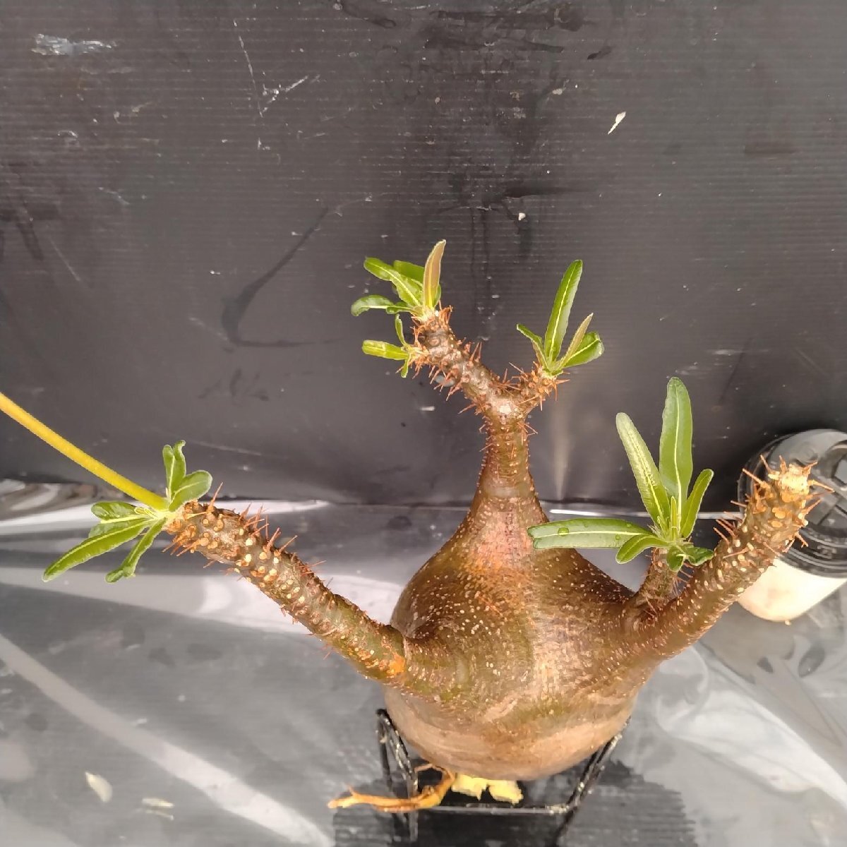 4809 「塊根植物」パキポディウム グラキリスM 抜き苗【最新到著?根切確認済? Pachypodium gracilius?多肉植物】
