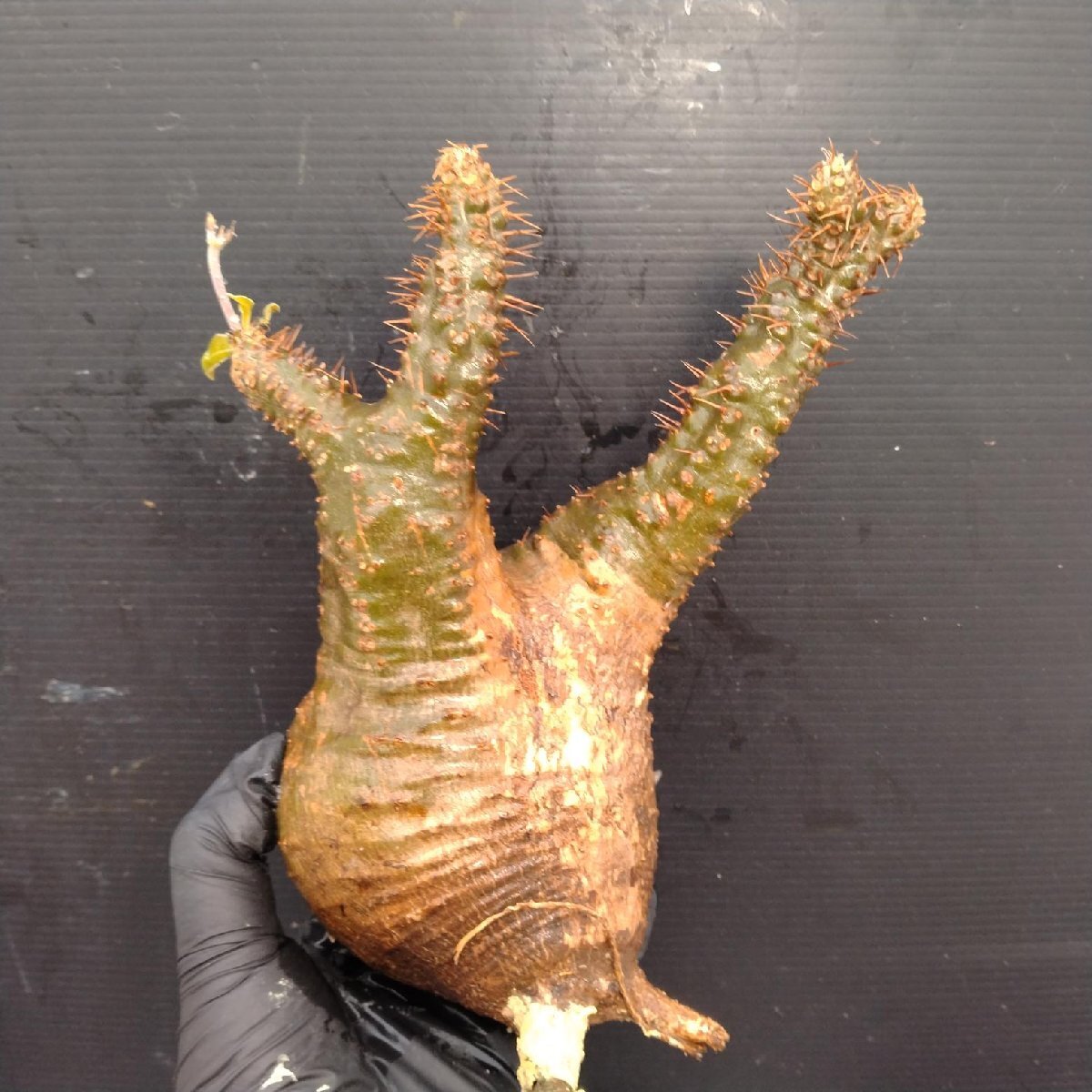 4846 「塊根植物」パキポディウム グラキリスM 抜き苗【最新到著?根切確認済? Pachypodium gracilius?多肉植物】