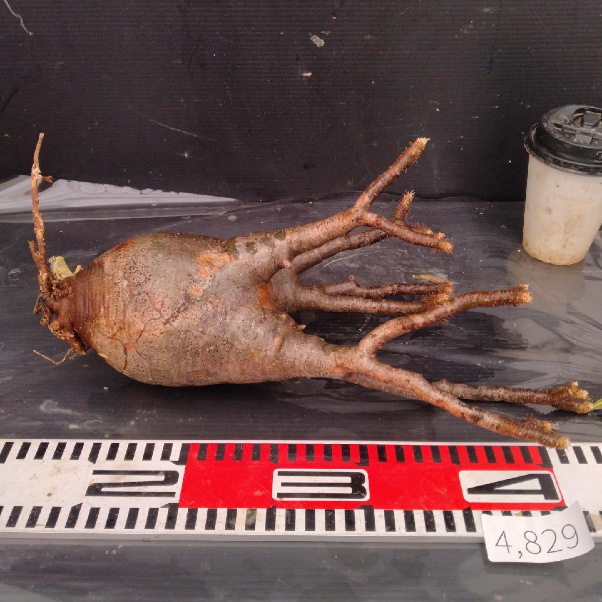 4829 「塊根植物」パキポディウム グラキリスM 抜き苗【最新到著?根切確認(rèn)済? Pachypodium gracilius?多肉植物】